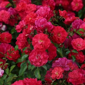 Heidefeuer DONICZKA  (Red Flower Carpet)