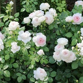 Herzogin Christiana® "PARFUMA" DONICZKA