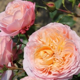 Domaine de Chantilly  (DELagak) DONICZKA