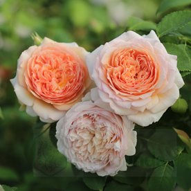 Bathsheba  (Auschimbley) DONICZKA