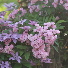 Heavenly Pink (LENnedi) DONICZKA