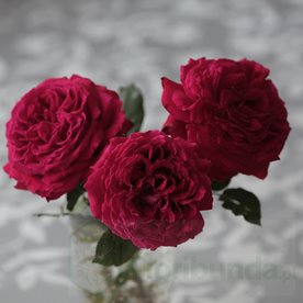 Velvet Fragrance DONICZKA