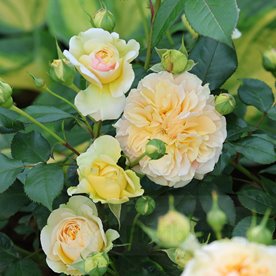 Chippendale Gold DONICZKA