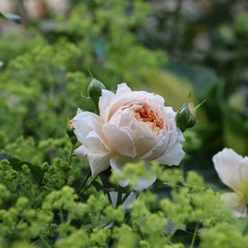 Patrick Devedjian® DONICZKA