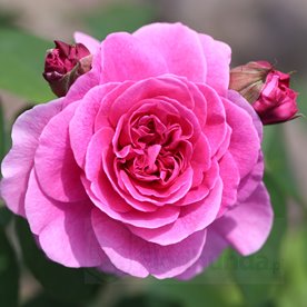 Gertrude Jekyll