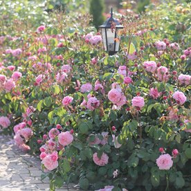 Eeuwige Passie DONICZKA