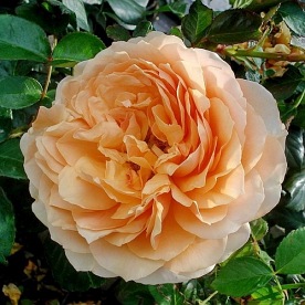 Sherlock Holmes DONICZKA   (HARklement)