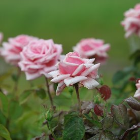 Savoy Hotel (Harvintage) DONICZKA