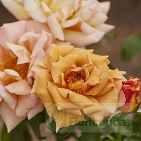 Honey Dijon (WEKsproulses) DONICZKA