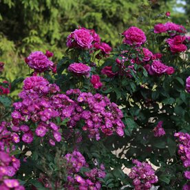 Sibelius  (LENbar) DONICZKA