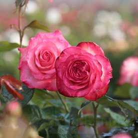 Isabelle Aubret DONICZKA