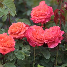 Emilien Guillot (Masemgui) DONICZKA