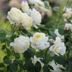 Vanessa Bell (Auseasel) DONICZKA