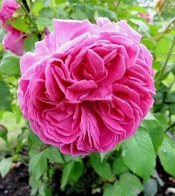 Mme Isaac Pereire DONICZKA