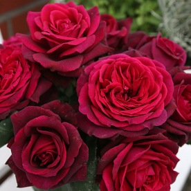 Grafin Diana® "PARFUMA" doniczka
