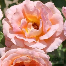 Alpine Sunset DONICZKA