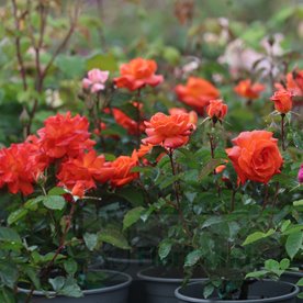 Super Trouper   (FRYleyeca) DONICZKA