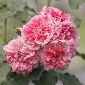 Rosarium DONICZKA