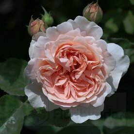 Ambridge Rose  (Auswonder) DONICZKA