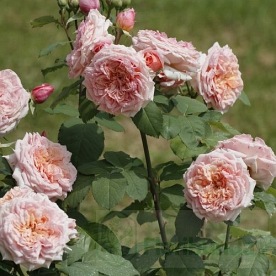 Paul Bocuse (Maspaujeu) DONICZKA