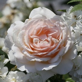 Chandos Beauty DONICZKA  (Harmisty)