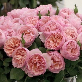 Princesse Charlene de Monaco DONICZKA