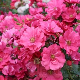 Summer Fairytale DONICZKA