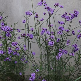 Werbena patagońska "Vanity"