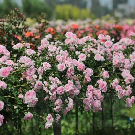 Granny PIENNA (pień 60 cm)