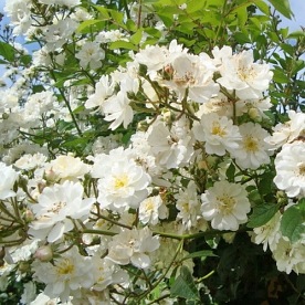 Guirlande d'Amour (LENalbi)