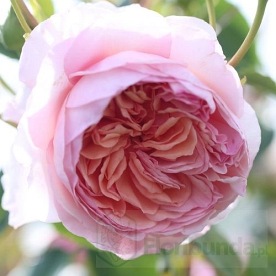 William Morris (Auswill)