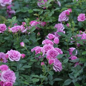 Lavender  Flower Circus