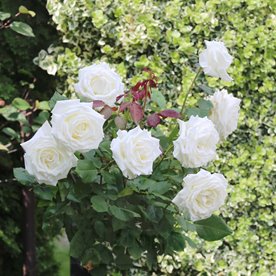 Jan Paweł II/ Pope John Paul II PIENNA