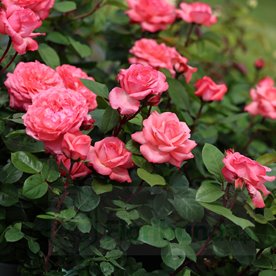 Aachener Dom/ Pink Panther