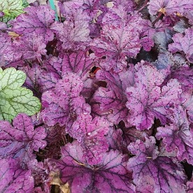 żurawka "Forever Purple"