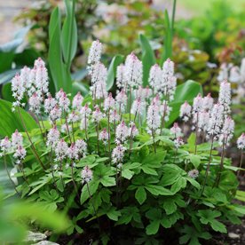 Tiarella "Angel wings"
