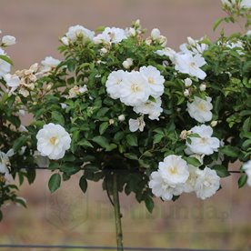 White Flower Carpet PIENNA (pień 60 cm)