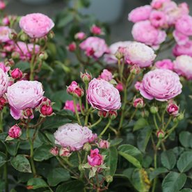 Cupcake Flower Circus DONICZKA