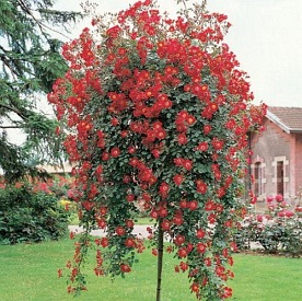 Star Profusion  PIENNA