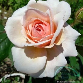 Garden of Roses /Cream Flower Circus