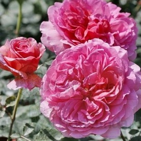 Princess Alexandra of Kent