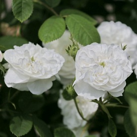 Mme. Hardy