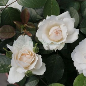 Princess of Wales (Hardinkum)