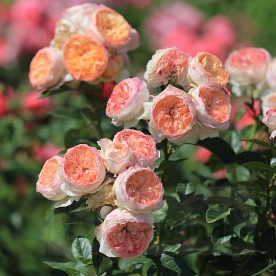 Sourire du Havre PIENNA