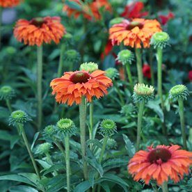 jeżówka SUNSEEKERS "Mineola"