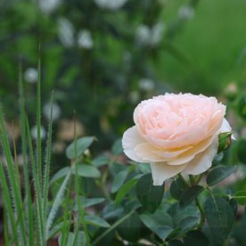 Anistar Aroma (Bozarom02)