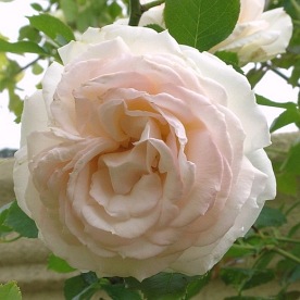 Palais Royal / White Eden Rose
