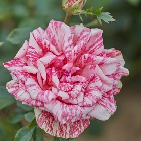 Pink Intuition (DELstrifram)