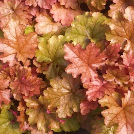 żurawka "World Caffe Americano"