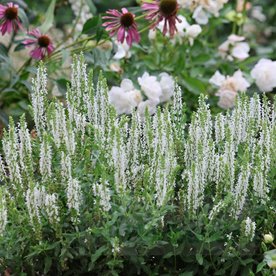 Szałwia omszona  'Sensation White'